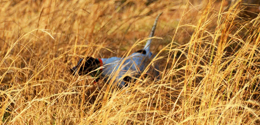 Hunting Quail in Georgia